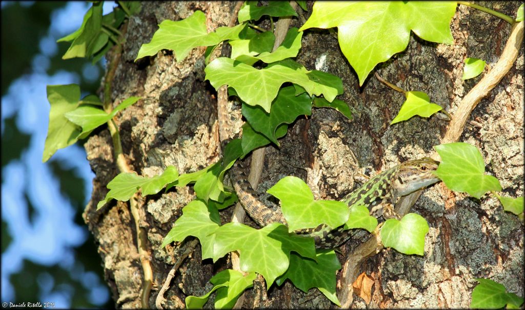 Un bel maschio di Podarcis siculus campestris!!!